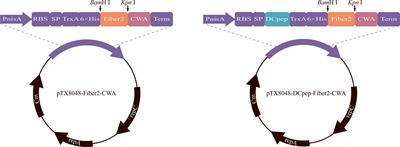 Probiotics Surface-Delivering Fiber2 Protein of Fowl Adenovirus 4 Stimulate Protective Immunity Against Hepatitis-Hydropericardium Syndrome in Chickens